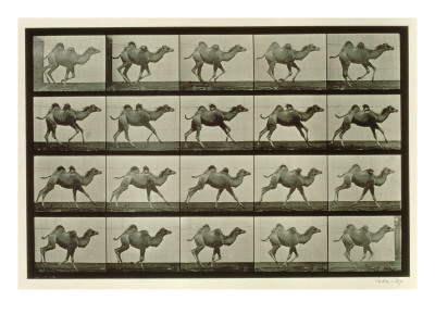 Buy Camel, Plate from 'Animal Locomotion', 1887 at AllPosters.com