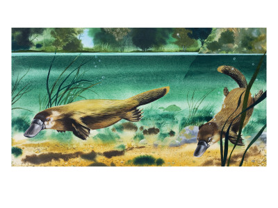 Buy Platypus at AllPosters.com