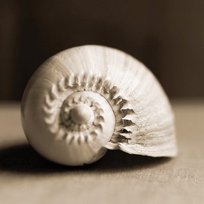 Buy Sea Shells II at AllPosters.com
