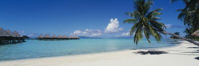 Palm Tree on the Beach, Moana Beach, Bora Bora, Tahiti, French Polynesia