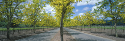 Two Lane Road, Napa Valley, California, USA