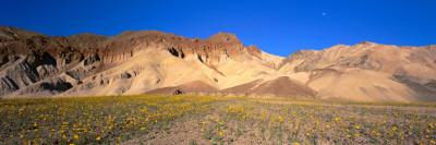Wild Flowers Grown in the Valley, Death Valley National Park, Nevada, California, USA