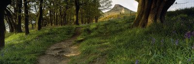 Path Running Through a Forest, Newton Wood, Yorkshire, England, United Kingdom