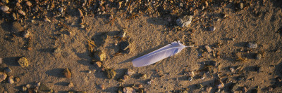 Feather on the Beach, Joutseno, Southern Finland, South Karelia, Finland