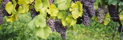 Grapes Hanging on Plants in a Vineyard, Vaihingen an Der Enz, Baden-Wurttemberg, Germany
