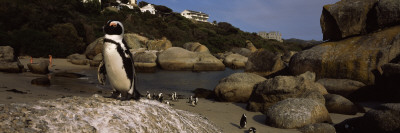 Colony of Jackass Penguins on the Beach, Boulder Beach, Cape Town, South Africa