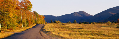 Trees Along a Road, Lake Placid, Adirondack Mountains, New York State, USA