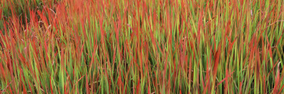 Red Baron in a Field