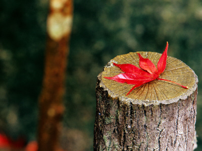 Autumn Leaf on Trunk in Tenju-An Temple Garden