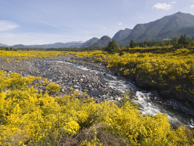 Landscape with Scotch Broom Growing in Abundance