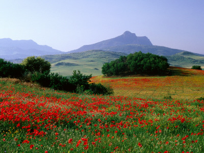 Rolling Hills with Poppies Near Olvera