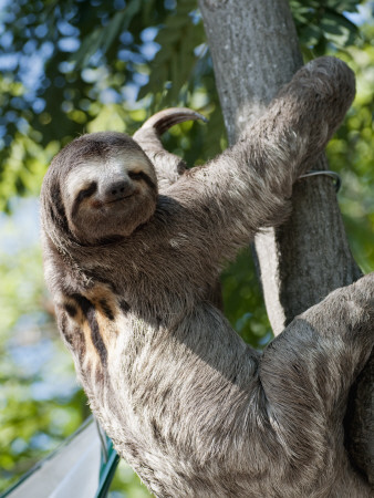 Buy Sloth Living in Parque Centenario at AllPosters.com