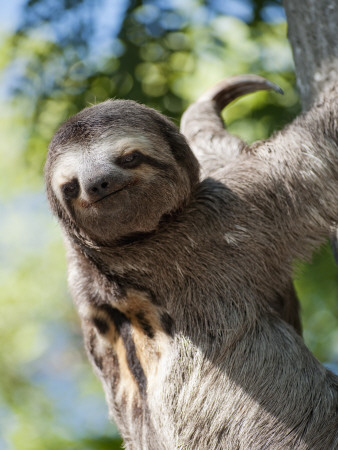 Buy Sloth Living in Parque Centenario at AllPosters.com