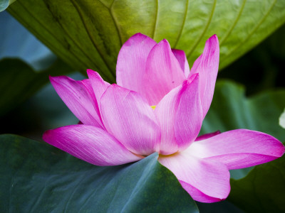 Lotus Flower Detail, West Lake