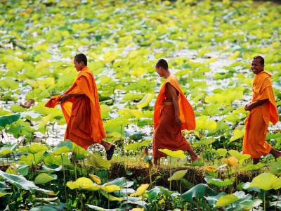 Buddhist Monks Walk Through a Lily Pond in the Village of Bavel