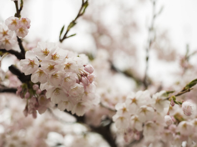Cherry Blossums (Sakura) on Mount Hakodate