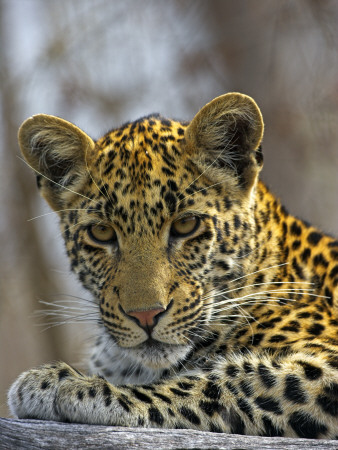 African Leopard (Panthera Pardus) on Log
