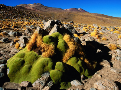 Llareta #14, Lauca National Park, Chile
