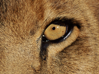 Buy Eye of African Lion (Panthera Leo) at AllPosters.com