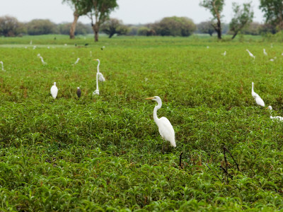 Yellow Waters Billabong with Water Birds Including Herons and Egrets