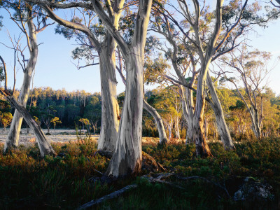 Snowgums Near Lake St Clair