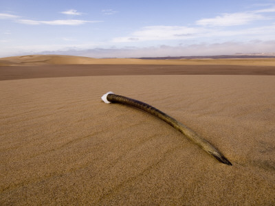 Gemsbok / Oryx Horn on Dune, Kaokoveld, Namib Desert