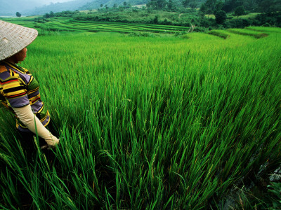Wet Rice Is Commonly Grown in Terraced Mountain Valleys of Northern Vietnam, Tran Nua