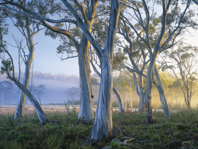 Snowgums at Navarre Plains, South of Lake St Clair
