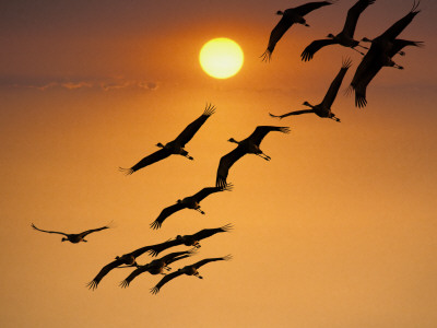 Sandhill Crane (Grus Canadensis) Migration Along Platte River