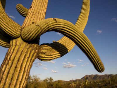 Cacti in West Unit of Saguaro National Park