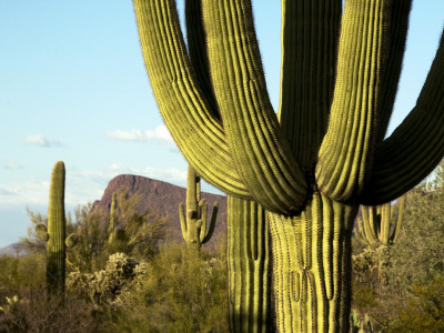 Cacti in West Unit of Saguaro National Park