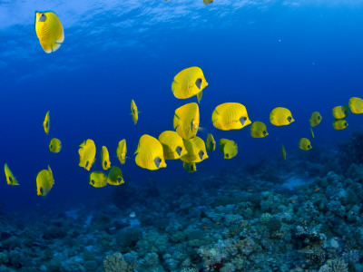 Buy Masked Butterfly Fish at AllPosters.com