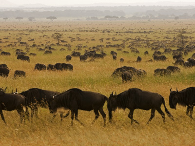 Western White-Bearded Wildebeest Herd, Grumeti