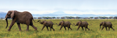 Buy Elephants-Linking Trunks at AllPosters.com