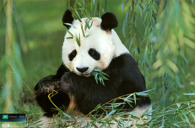 Planet Earth - Panda