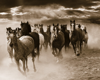 Buy Running Horses at AllPosters.com