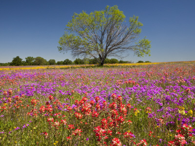 Spring Mesquite Trees Growing in Wildflowers, Texas, USA