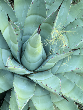 Agave Growing in Organ Pipe Cactus National Monument, Ajo Mountains, Arizona, USA