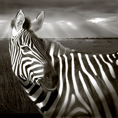 Black & White of Zebra and Plain, Kenya