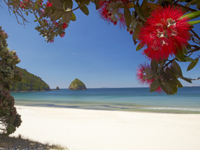 Pohutukawa Tree in Bloom and New Chums Beach, Coromandel Peninsula, North Island, New Zealand