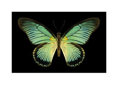 Buy Great Blue Zalmoxis I at AllPosters.com