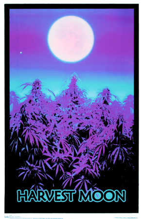 Harvest Moon