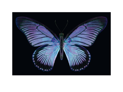 Buy Great Blue Zalmoxis II at AllPosters.com