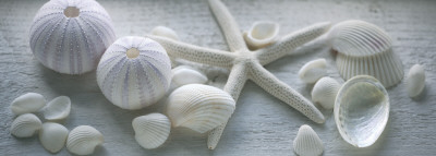 Buy Driftwood Shells I at AllPosters.com