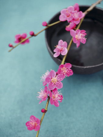 Cherry Tree Branch
