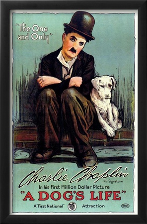 A Dog