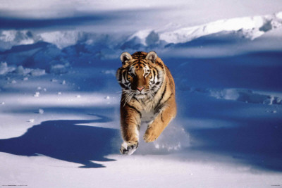 Siberian Tiger - Running In Snow