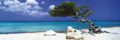 Tom Mackie - Divi Divi Tree