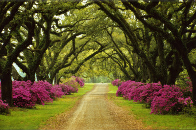 Beautiful Pathway Lined with Trees and Purple Azaleas Poster