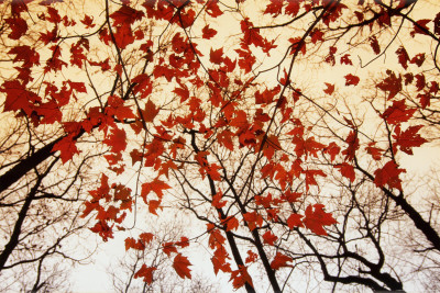 Bare Branches and Red Maple Leaves